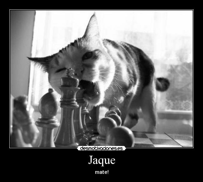 Jaque -