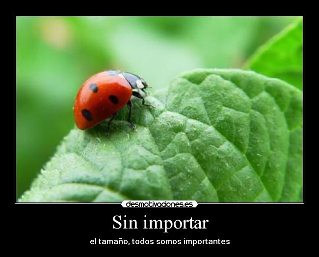 Sin importar - 