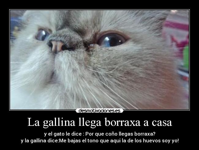 La gallina llega borraxa a casa - y el gato le dice : Por que coño llegas borraxa?
y la gallina dice:Me bajas el tono que aqui la de los huevos soy yo!