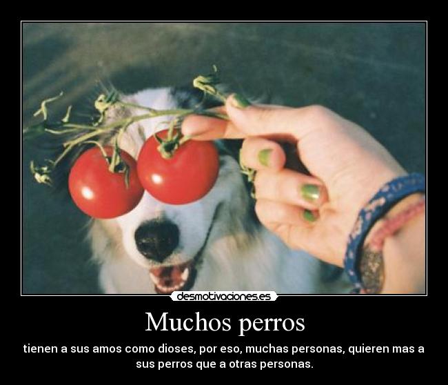 carteles perros dioses amos desmotivaciones