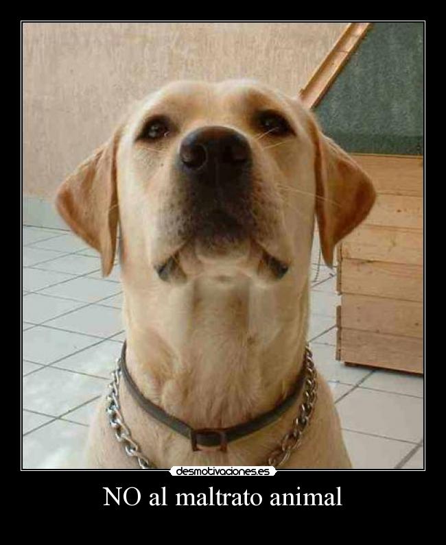 NO al maltrato animal -