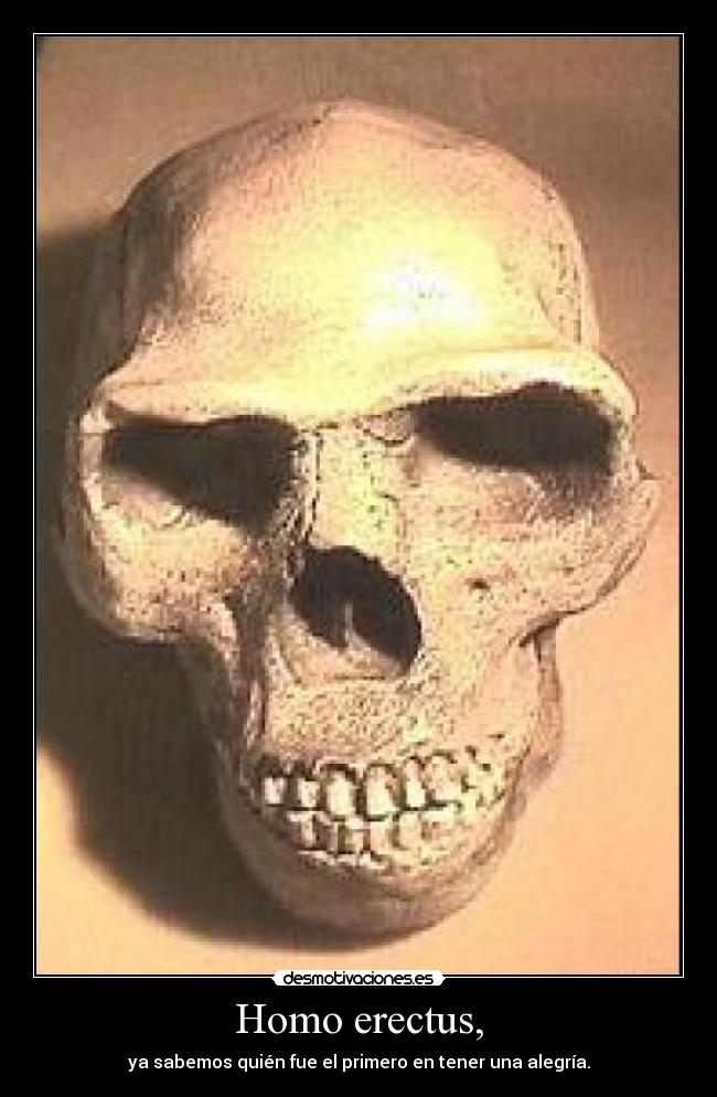 Homo erectus, - 