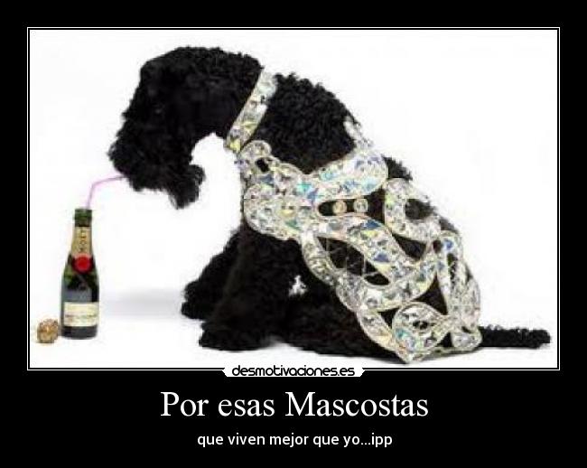 Por esas Mascostas - 