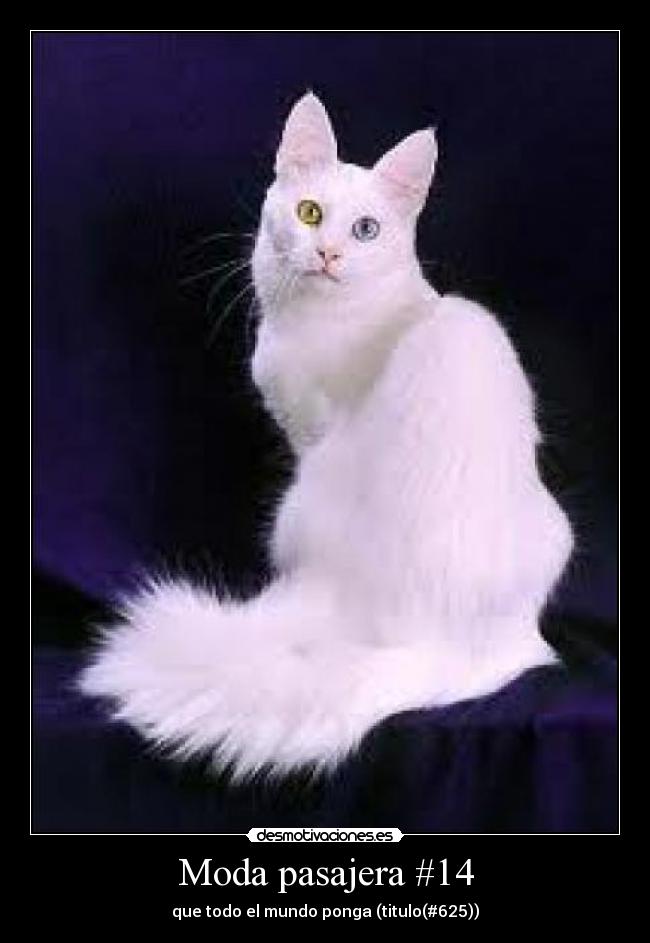 Moda pasajera #14 - que todo el mundo ponga (titulo(#625))
