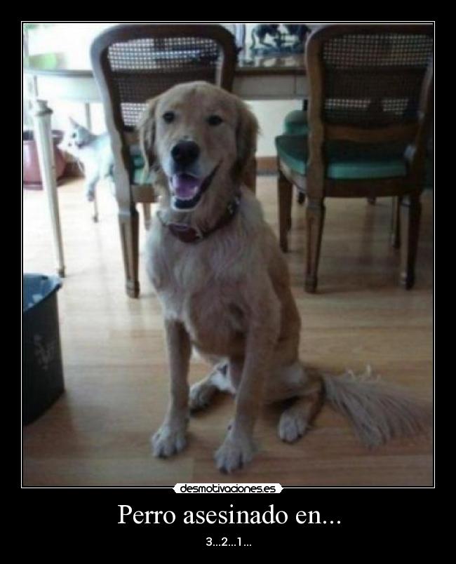 Perro asesinado en... - 3...2...1...
