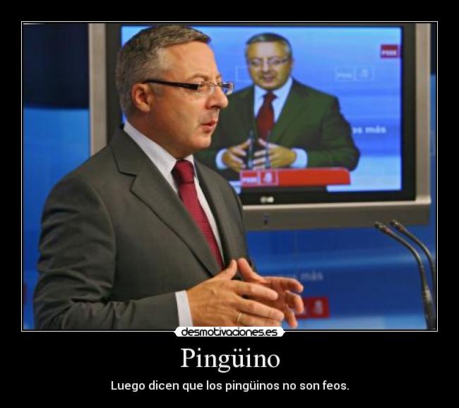 Pingüino - Luego dicen que los pingüinos no son feos.
