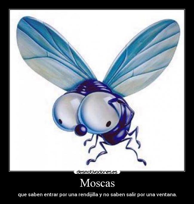 carteles moscas desmotivaciones