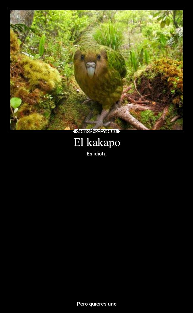 carteles kakapo intermedio naturaleza pajaro idiota krake caliche desmotivaciones