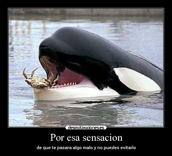 carteles sensacion ballena orca malo evitar desmotivaciones