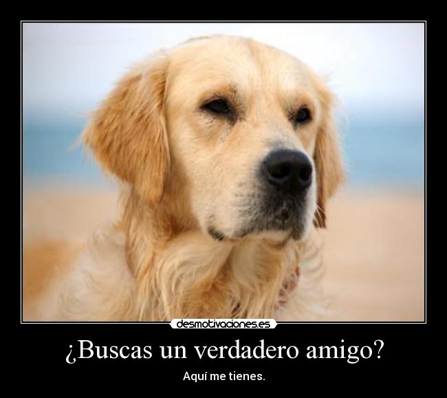 ¿Buscas un verdadero amigo? - 