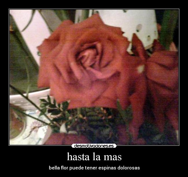 hasta la mas - bella flor puede tener espinas dolorosas