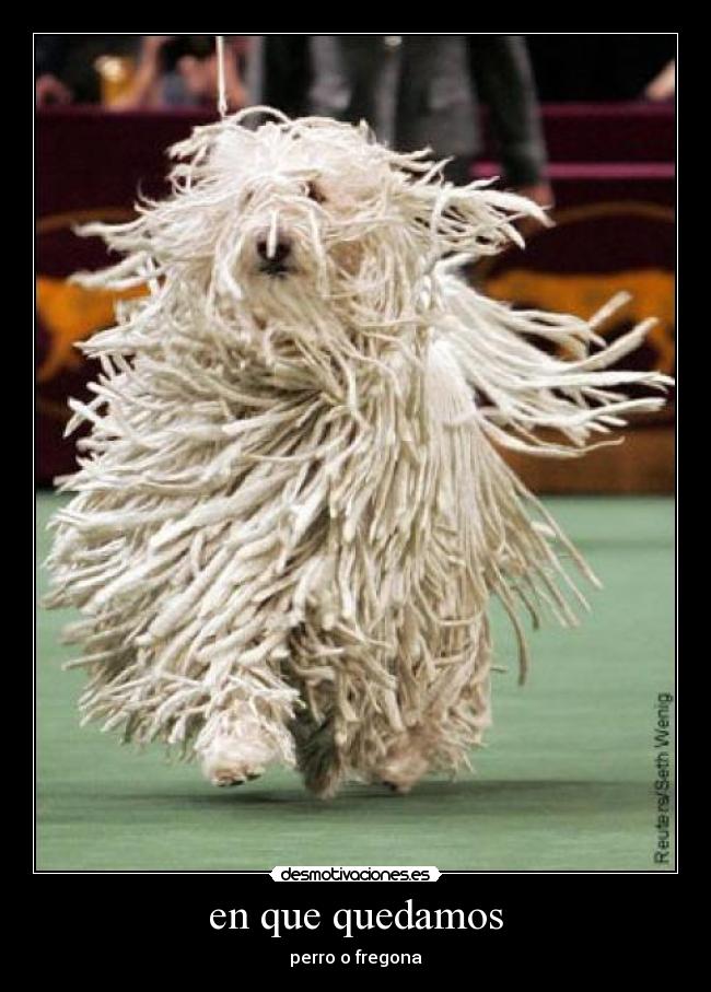 en que quedamos - perro o fregona