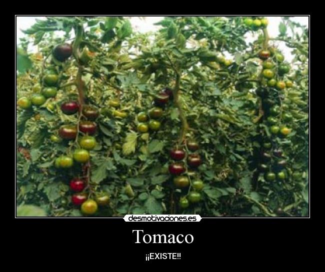 carteles tomaco desmotivaciones