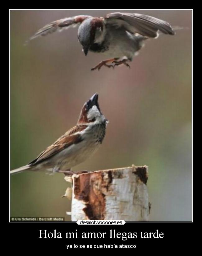 Hola mi amor llegas tarde - ya lo se es que había atasco