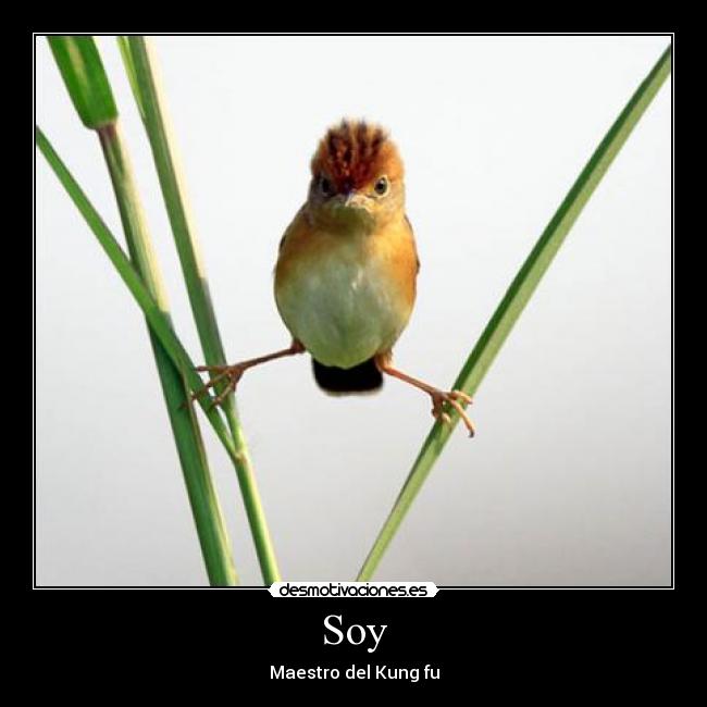 Soy - Maestro del Kung fu