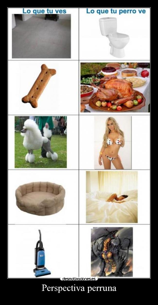 Perspectiva perruna - 