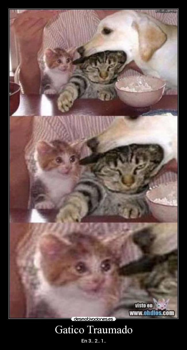 Gatico Traumado - En 3.. 2.. 1..