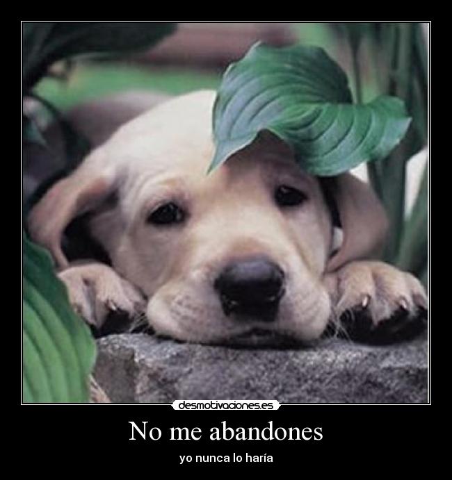 No me abandones - 