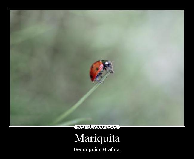 Mariquita -