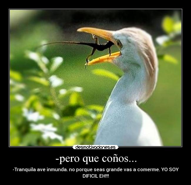 -pero que coños... - -Tranquila ave inmunda. no porque seas grande vas a comerme. YO SOY
DIFICIL EH!!!