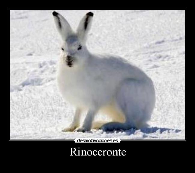 Rinoceronte -