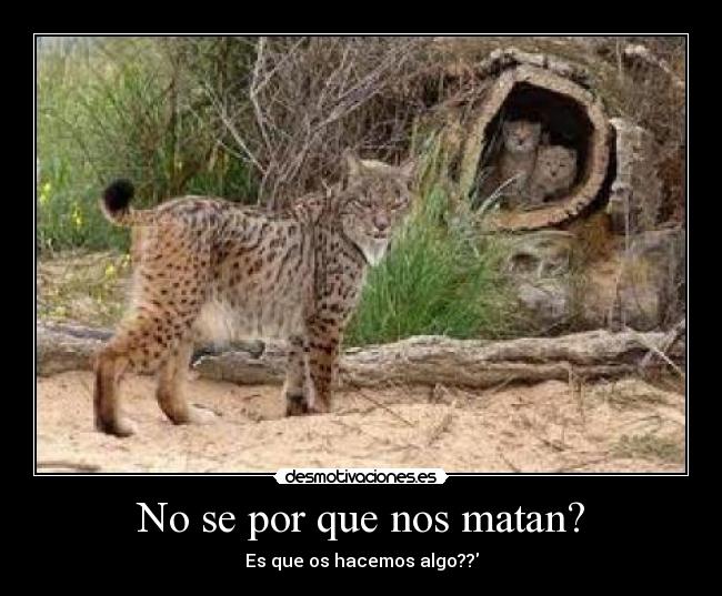No se por que nos matan? - Es que os hacemos algo??