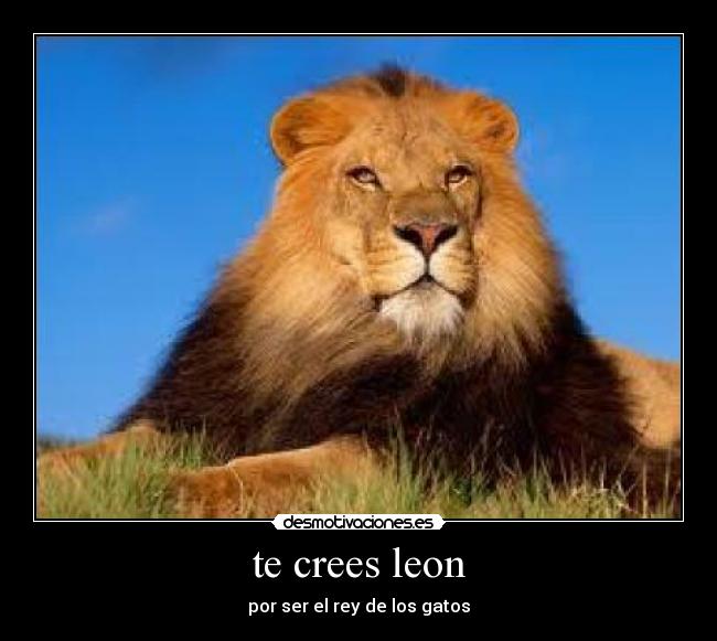 te crees leon -