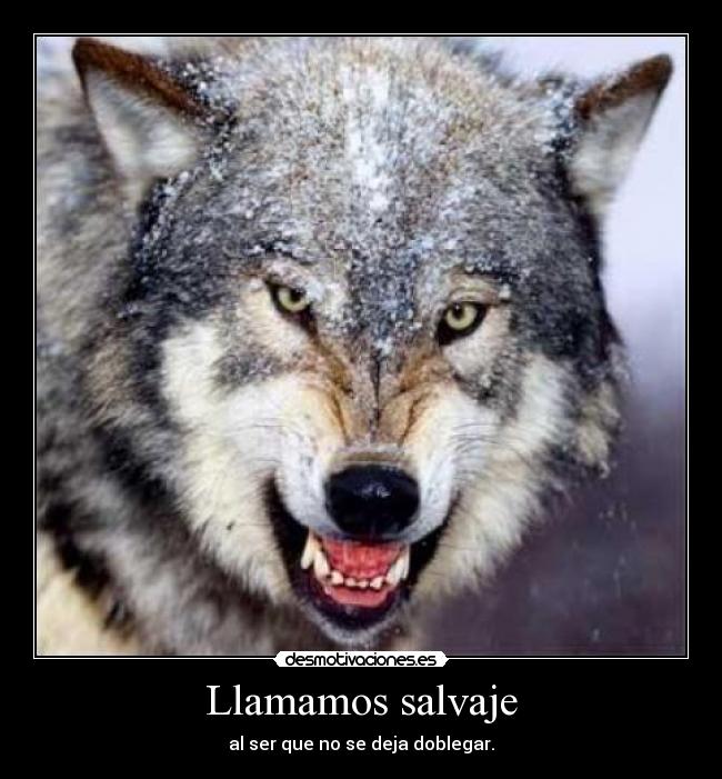 carteles salvaje lobo animal desmotivaciones