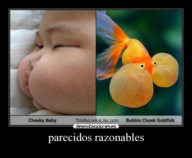 parecidos razonables -