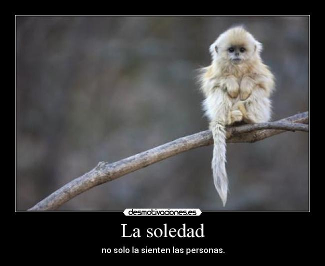 La soledad - no solo la sienten las personas.