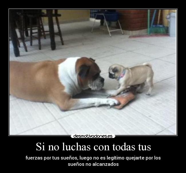 Si no luchas con todas tus -