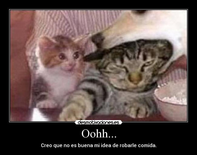 carteles robar comida gatito desmotivaciones