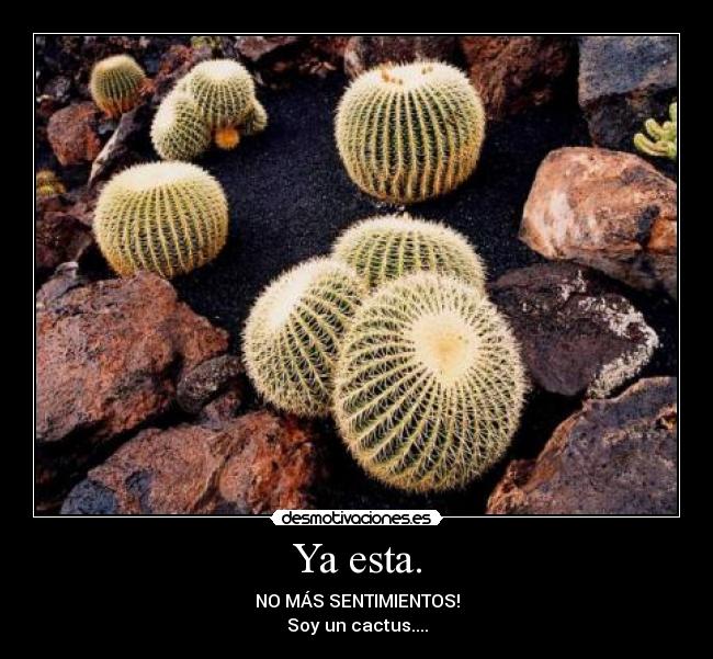 Ya esta. - NO MÁS SENTIMIENTOS!
Soy un cactus....