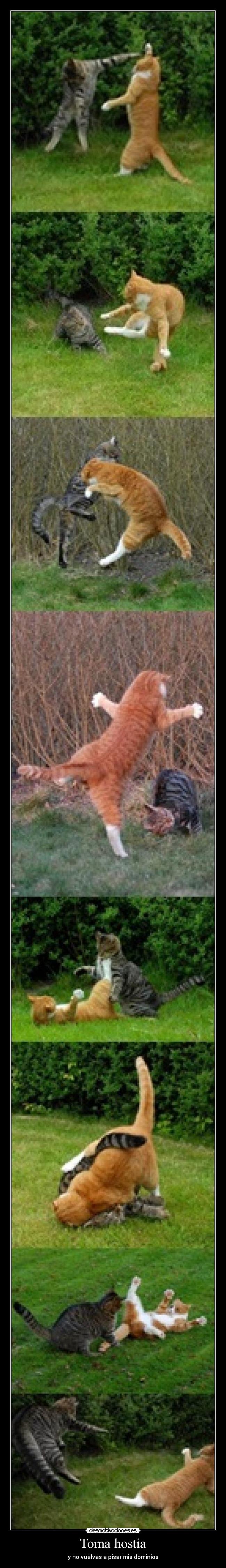 Toma hostia - y no vuelvas a pisar mis dominios