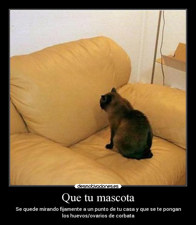 Que tu mascota - 