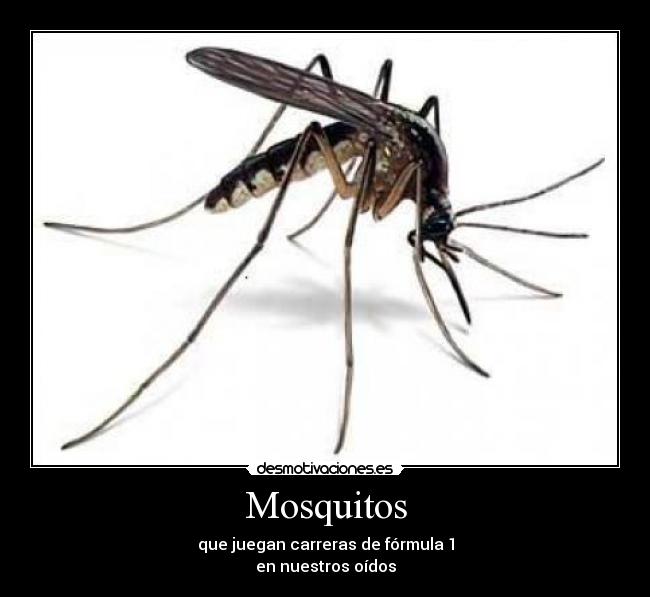 Mosquitos - que juegan carreras de fórmula 1
en nuestros oídos