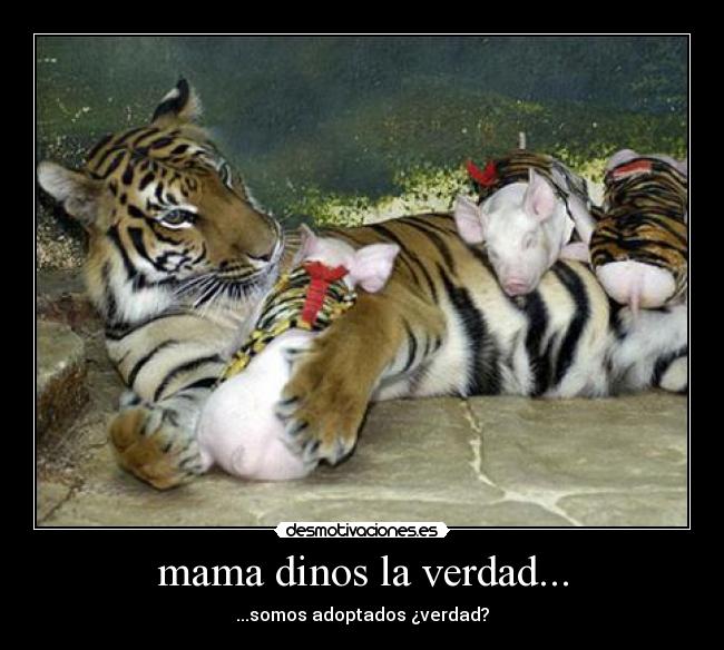 mama dinos la verdad... - 