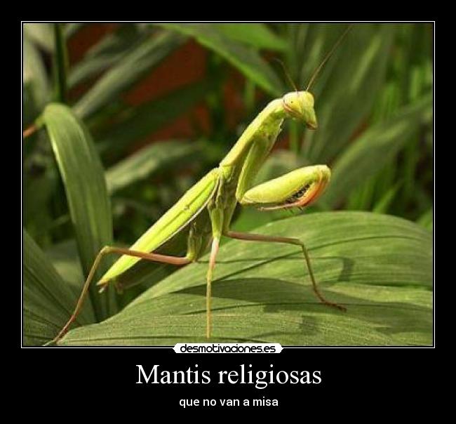 Mantis religiosas - 