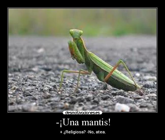 -¡Una mantis! -