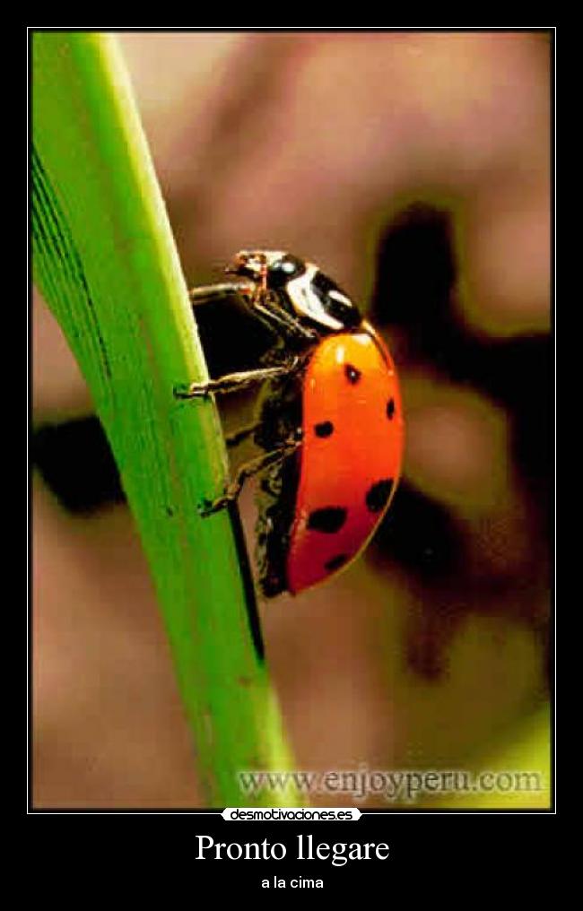 Pronto llegare - a la cima