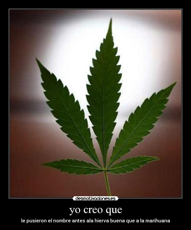 yo creo que - le pusieron el nombre antes ala hierva buena que a la marihuana