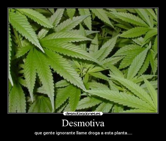 Desmotiva - que gente ignorante llame droga a esta planta.....