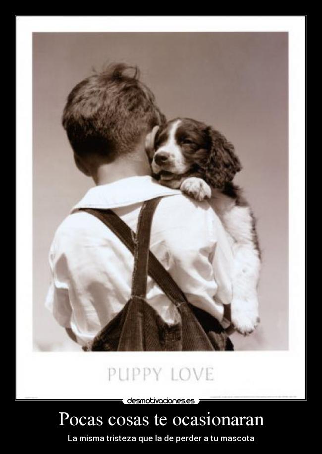 Pocas cosas te ocasionaran - La misma tristeza que la de perder a tu mascota