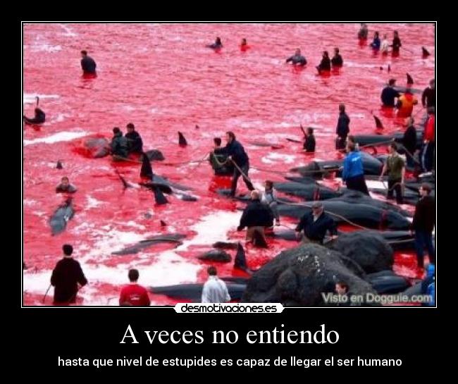 A veces no entiendo - hasta que nivel de estupides es capaz de llegar el ser humano