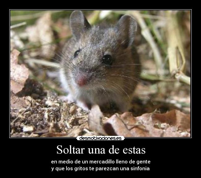 Soltar una de estas - en medio de un mercadillo lleno de gente
y que los gritos te parezcan una sinfonia