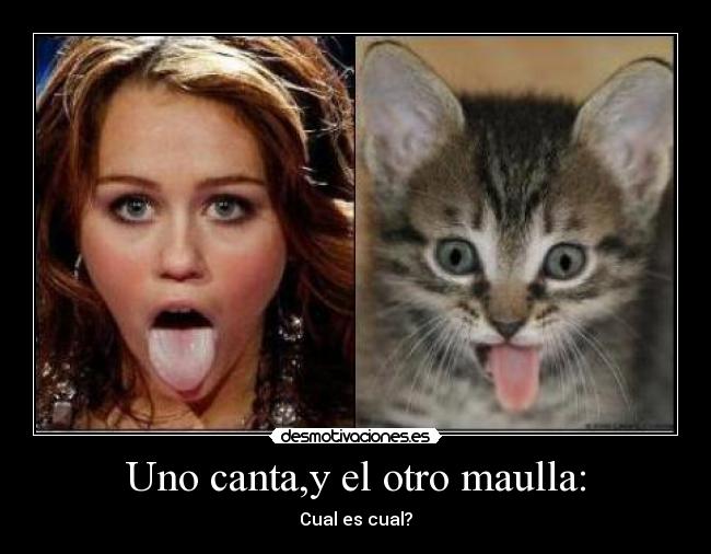 Uno canta,y el otro maulla: - Cual es cual?