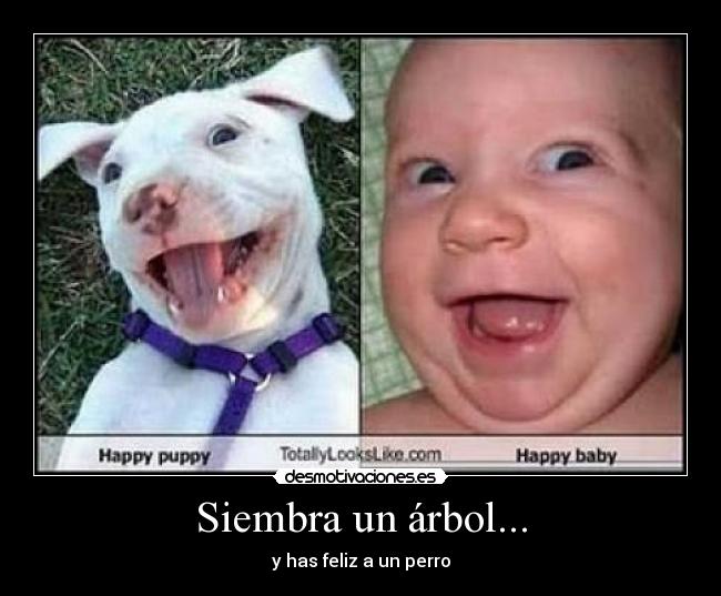 carteles arbol feliz perro desmotivaciones