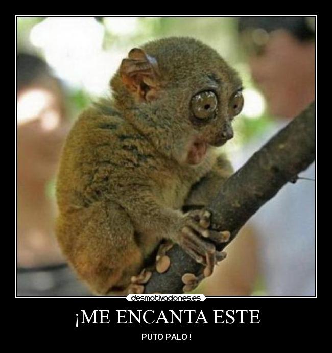 ¡ME ENCANTA ESTE -