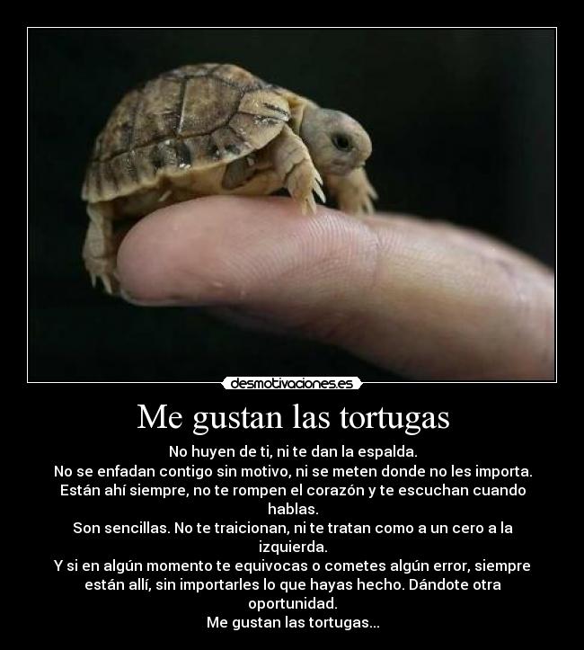 Me gustan las tortugas - No huyen de ti, ni te dan la espalda.
No se enfadan contigo sin motivo, ni se meten donde no les importa.
Están ahí siempre, no te rompen el corazón y te escuchan cuando
hablas.
Son sencillas. No te traicionan, ni te tratan como a un cero a la
izquierda.
Y si en algún momento te equivocas o cometes algún error, siempre
están allí, sin importarles lo que hayas hecho. Dándote otra
oportunidad.
Me gustan las tortugas...