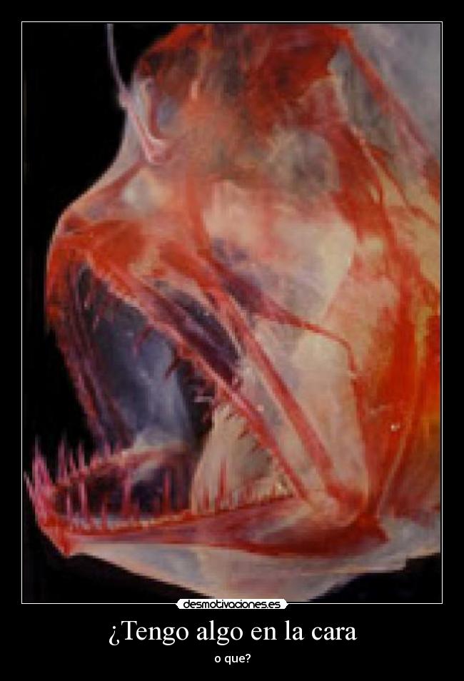¿Tengo algo en la cara - o que?